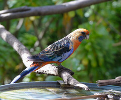 Platycercus elegans adelaidae