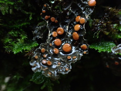 Lobaria