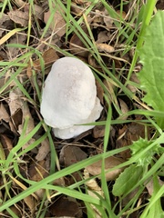 Hypomyces chrysospermus