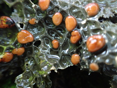 Lobaria