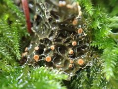 Lobaria