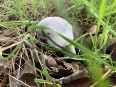Hypomyces chrysospermus
