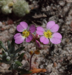 Levenhookia leptantha