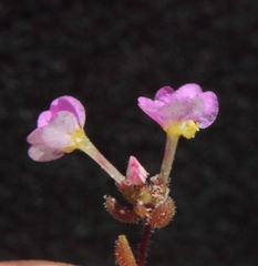 Levenhookia leptantha