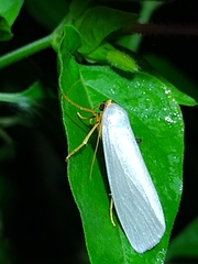 Agylla nivea