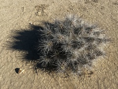 Echinocereus enneacanthus enneacanthus