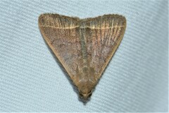 Simplicia cornicalis