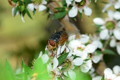 Calliphora augur