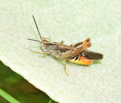 Chorthippus maritimus maritimus