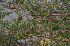 Rhagodia candolleana