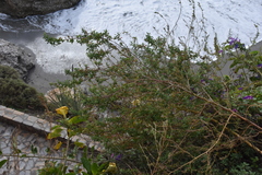 Rhagodia candolleana