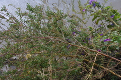 Rhagodia candolleana