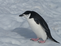 Pygoscelis antarcticus