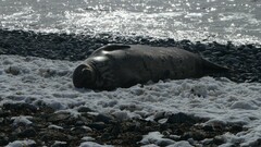 Leptonychotes weddellii