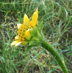 Tithonia thurberi