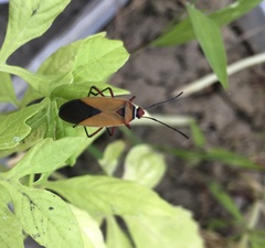 Hypselonotus interruptus