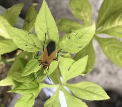 Hypselonotus interruptus