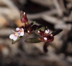 Levenhookia murfetii