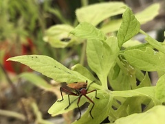 Hypselonotus interruptus