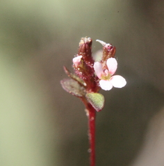 Levenhookia murfetii