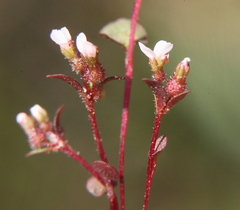 Levenhookia murfetii
