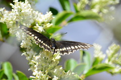 Battus polydamas psittacus