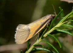 Philobota arabella