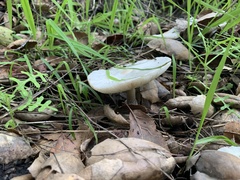 Amanita ocreata