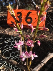 Dipodium pardalinum