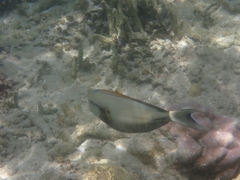 Acanthurus nigricauda