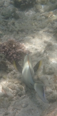 Acanthurus nigricauda