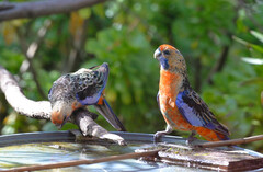 Platycercus elegans adelaidae