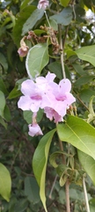 Fridericia