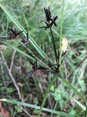 Cyperus tetraphyllus