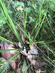 Cyperus tetraphyllus