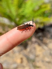 Pseudolycus rufipennis