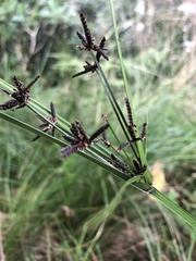 Cyperus tetraphyllus