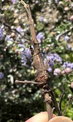 Neolasioptera mimuli