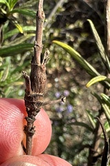 Neolasioptera mimuli