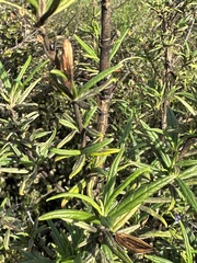 Neolasioptera mimuli