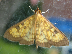 Uresiphita gracilis