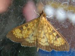Uresiphita gracilis