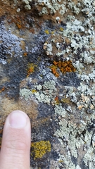 Rhizoplaca chrysoleuca