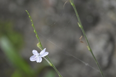 Pseuderanthemum latifolium