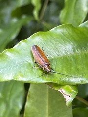 Pseudophyllodromiinae