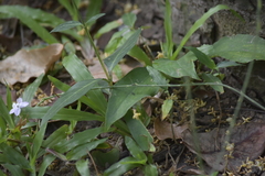 Pseuderanthemum latifolium