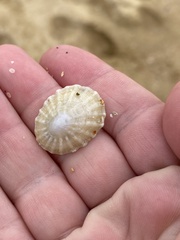 Scutellastra peronii