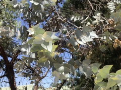 Eucalyptus crucis