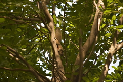 Callosciurus erythraeus