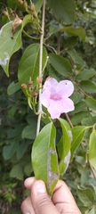 Fridericia